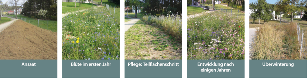 Wie lege ich eine Blumenwiese an? – Wellplanzesom